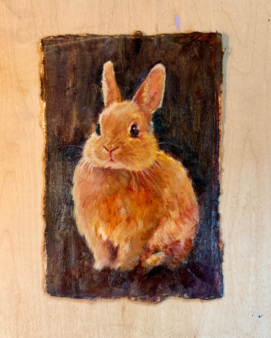 Portrait study of a rabbit